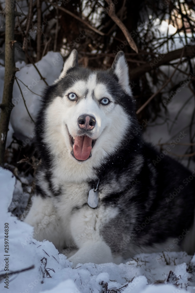 Siberian Husky dog. Winter portrait - husky dog smiling with his mouth open.