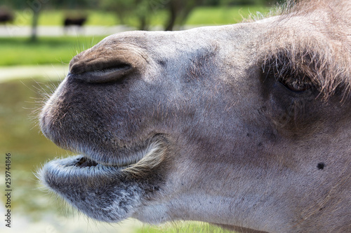 Camel Muzzle © Rita Petcu
