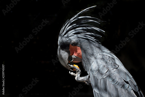 Black cockatoo Probosciger aterrimus Cacatuidae, Phuket Province Thailand photo