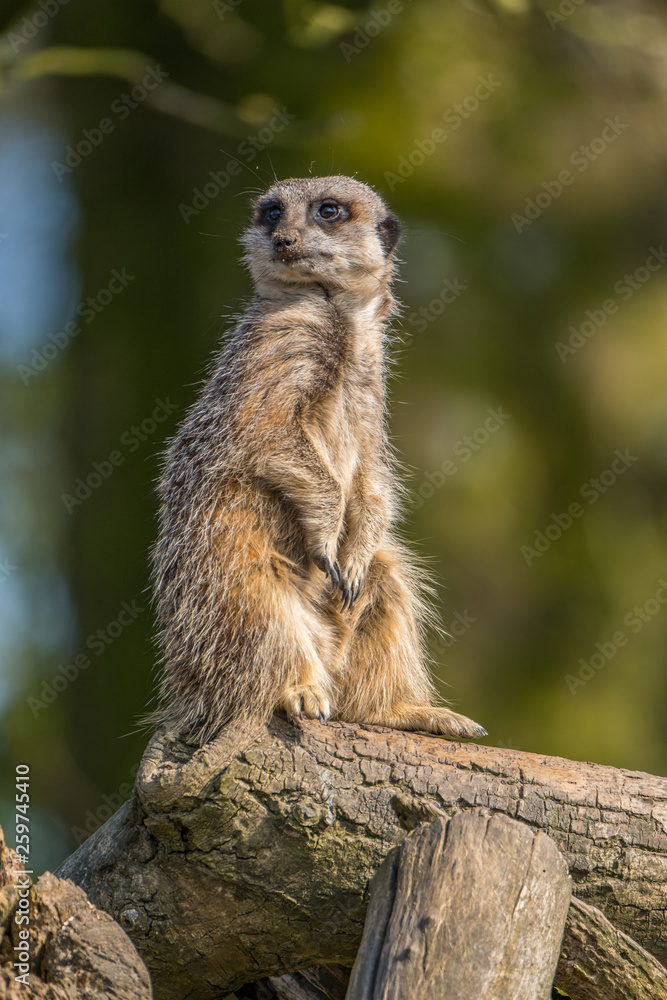 Meerkat standing on patrol looking out for preditors. Meerkat standing on patrol looking out for preditors.