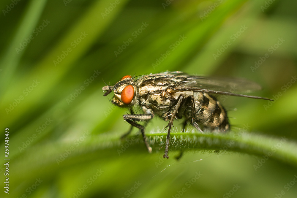 fly on the grass. close-up. macro fly on the grass. close-up. macro