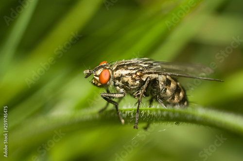 fly on the grass. close-up. macro