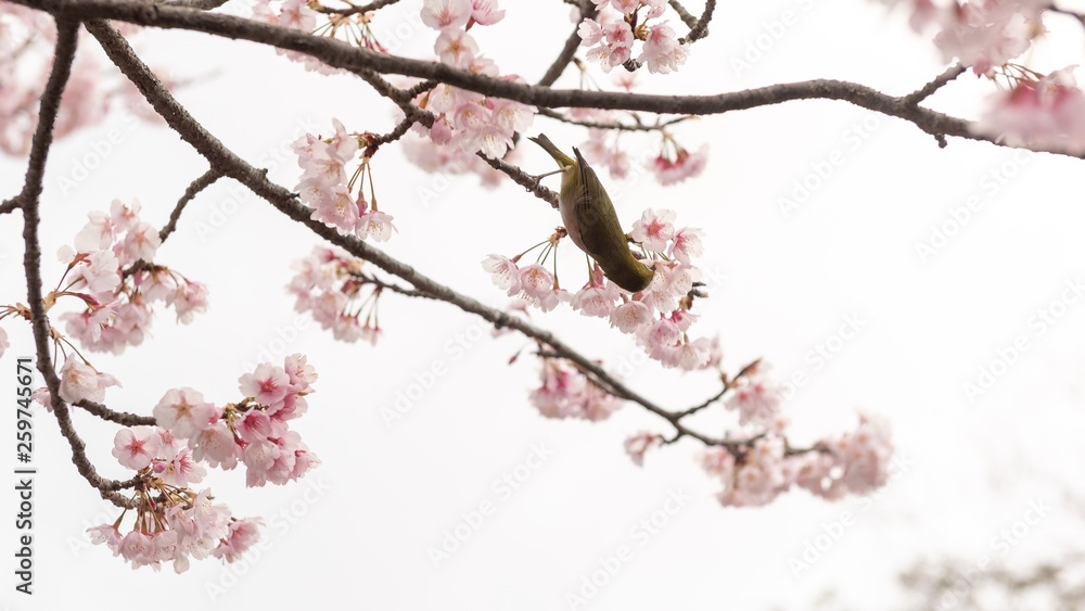 Zostérops du Japon (Zosterops japonicus) sur un cerisier en fleurs Zostérops du Japon (Zosterops japonicus) sur un cerisier en fleurs