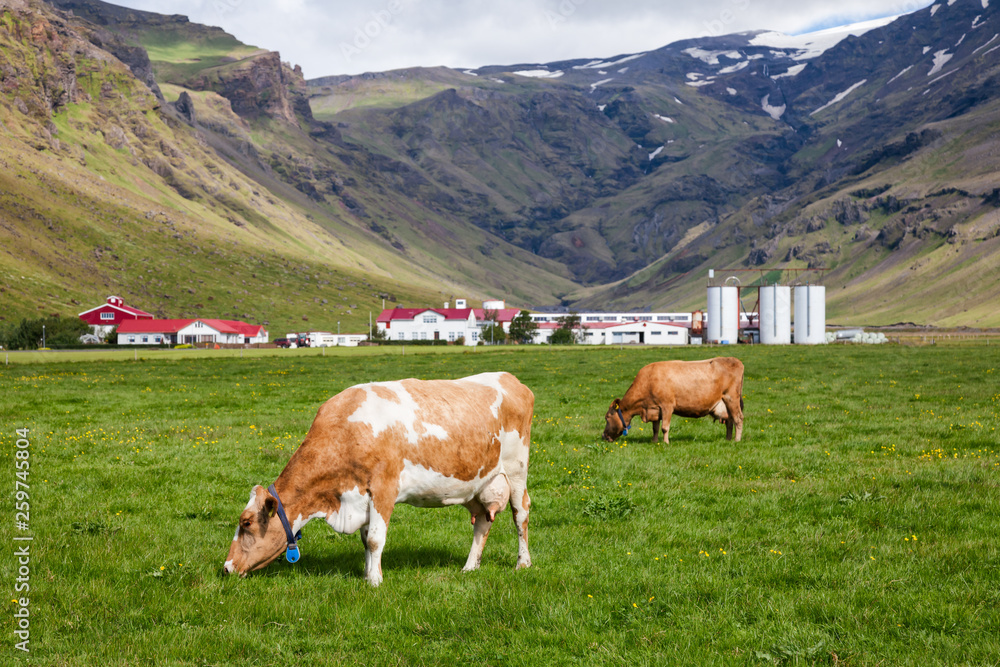 Dairy Holstein Friesian cattle grazing at a pasture with farm in background Iceland Scandinavia