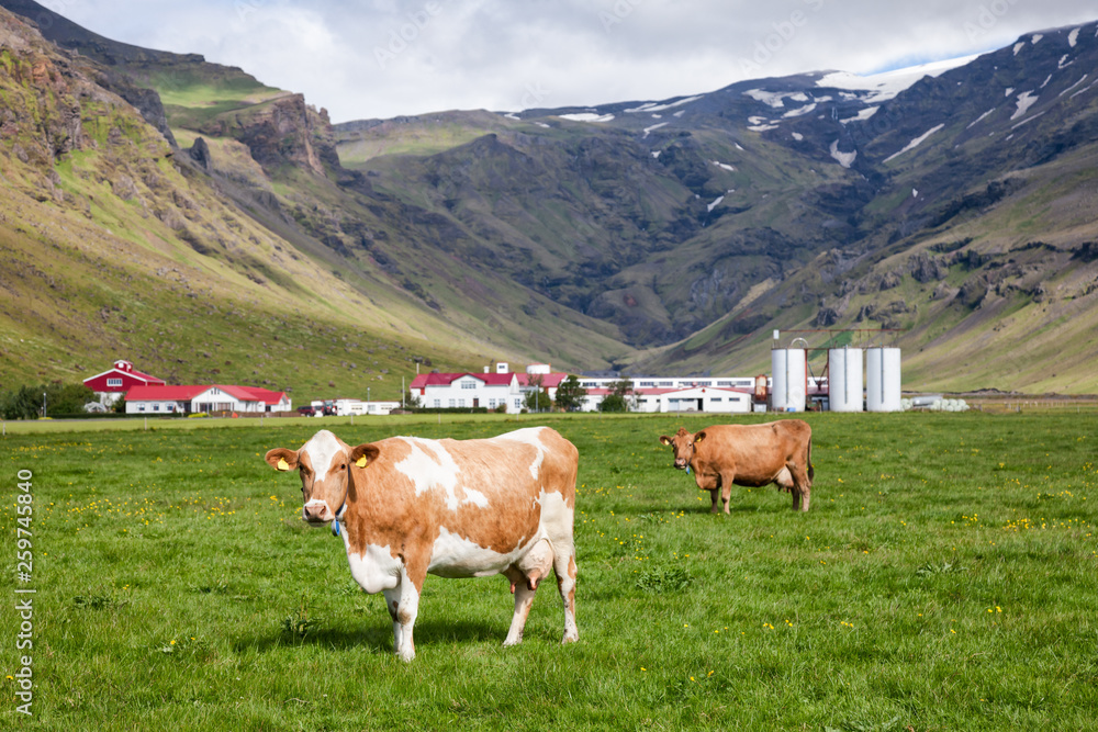 Dairy Holstein Friesian cattle grazing at a pasture with farm in background Iceland Scandinavia