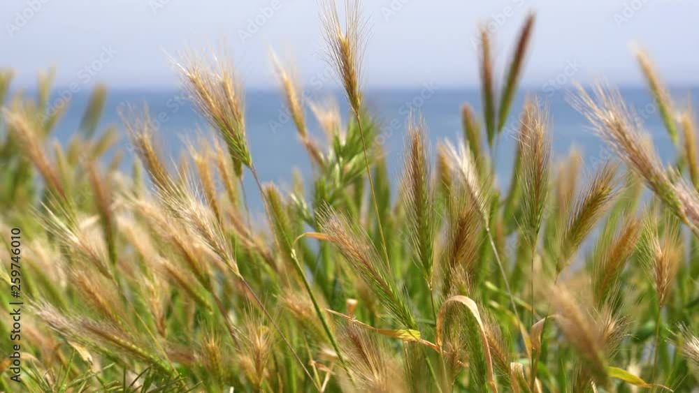 Reeds and sea grasses blow in the breeze along the Pacific Ocean of California Reeds and sea grasses blow in the breeze along the Pacific Ocean of California