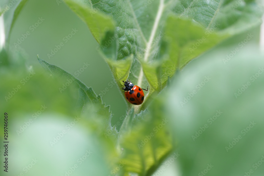 Fototapeta premium テントウムシ