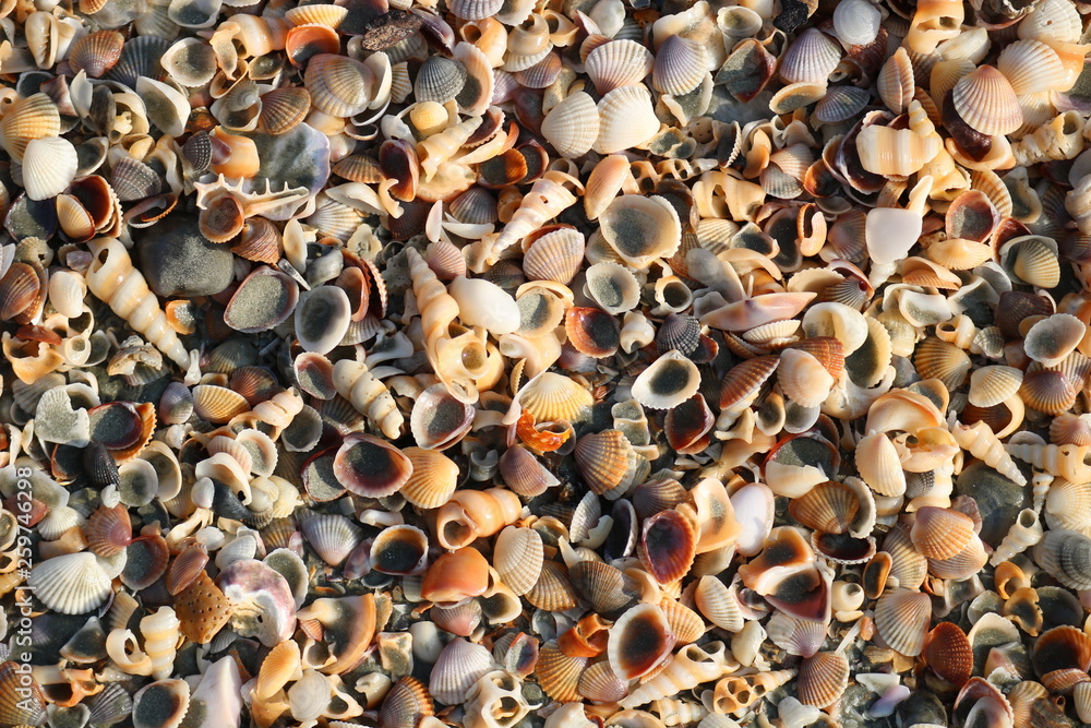 background of sea shells