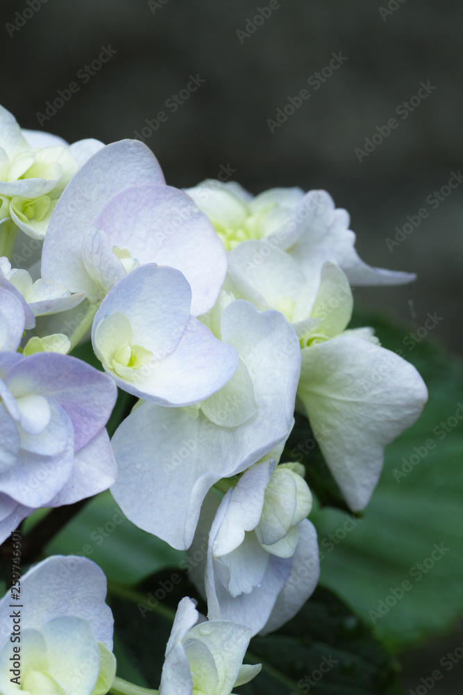 紫陽花 紫陽花