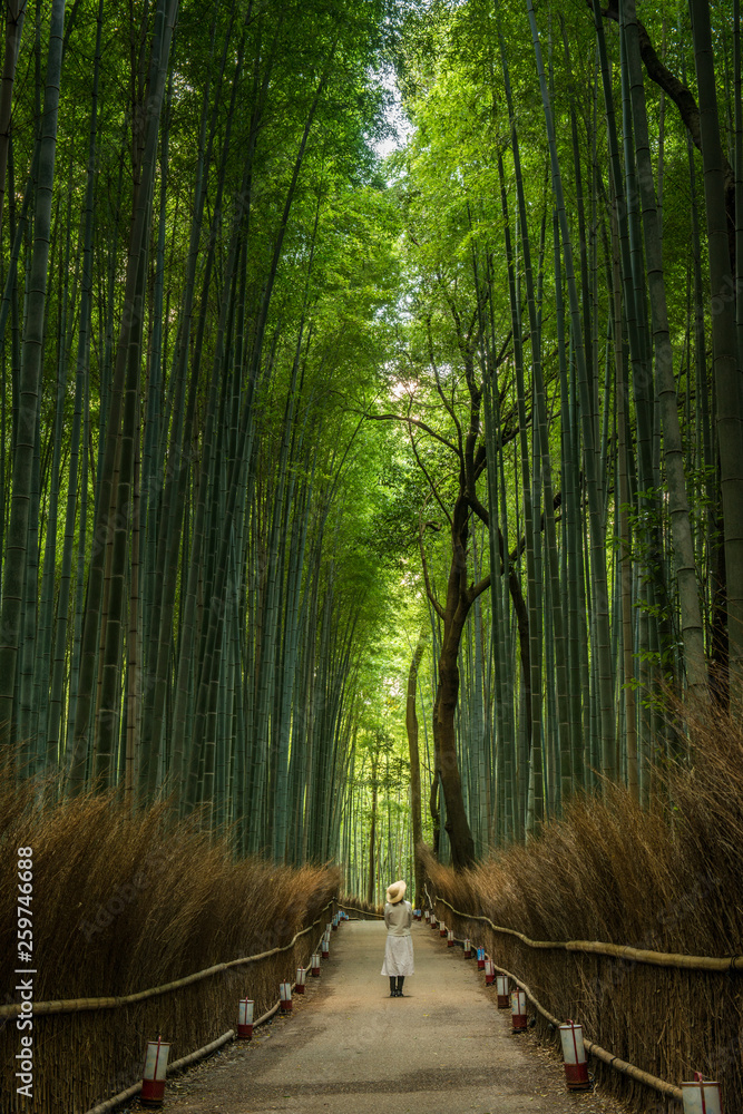 Fototapeta premium Bamboo forest, Japan
