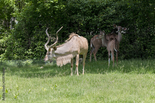 Fototapeta Naklejka Na Ścianę i Meble -  A family of the Greater Kudu