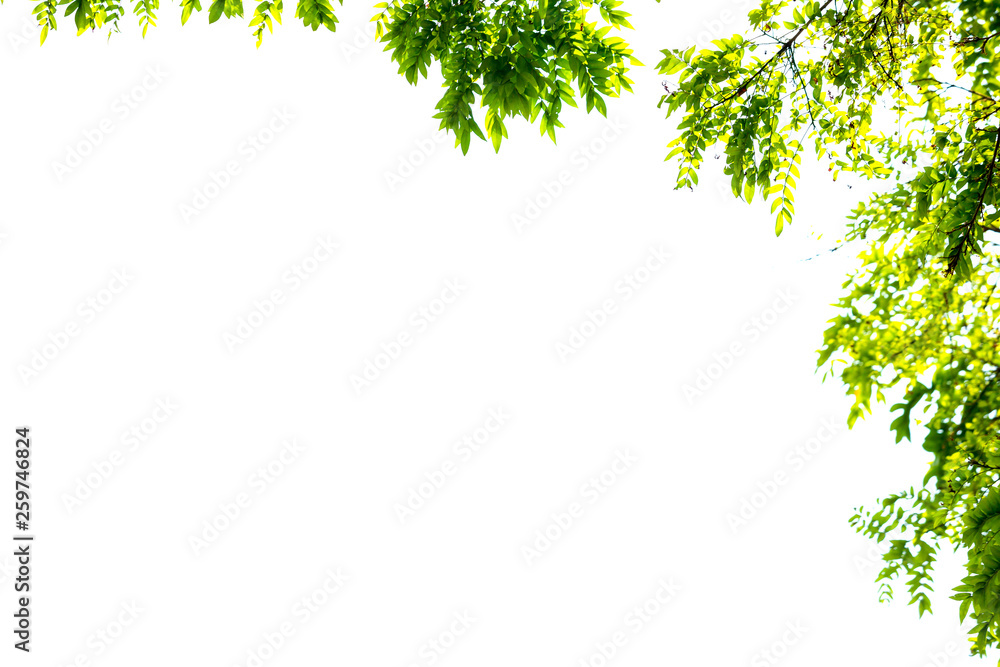 green leaves and branches isolate on white background for abstract texture environment nature green leaves and branches isolate on white background for abstract texture environment nature