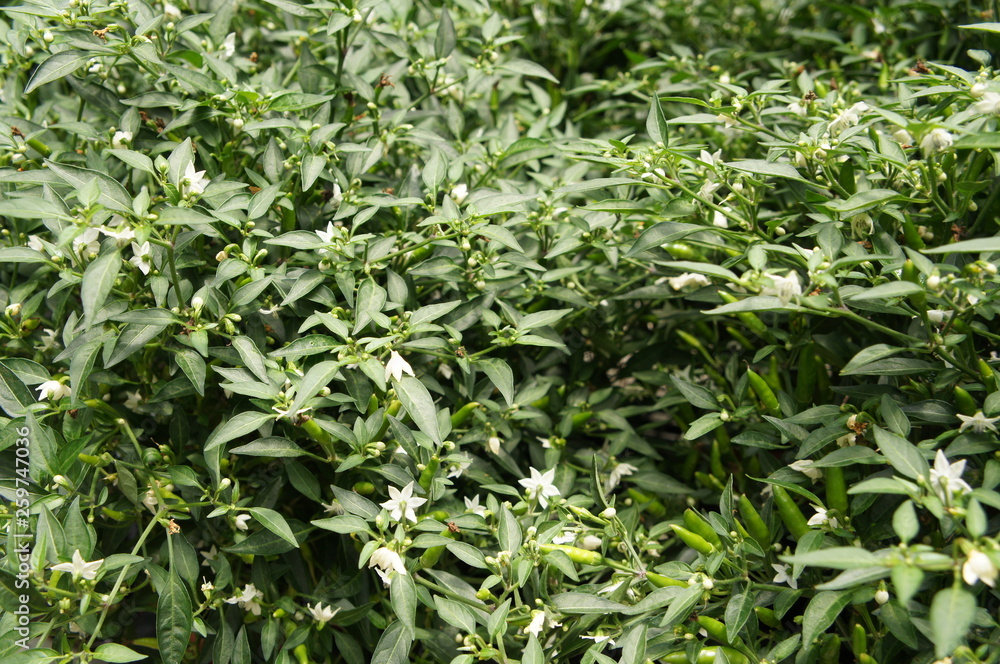 Red and green chili or capsicum frutescens plants. Planted in plant nursery. Some of them are ready for harvest. Red and green chili or capsicum frutescens plants. Planted in plant nursery. Some of them are ready for harvest.
