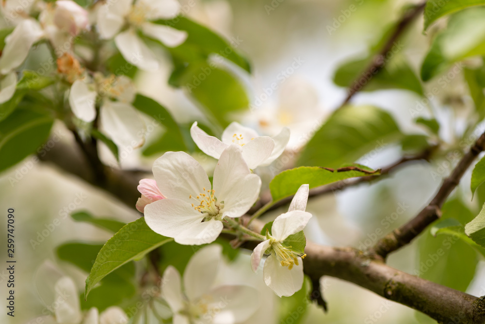 Apple tree blossom in spring in front of blurred background Apple tree blossom in spring in front of blurred background