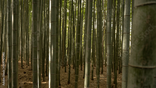 Bambouseraie d'ARASHIYAMA