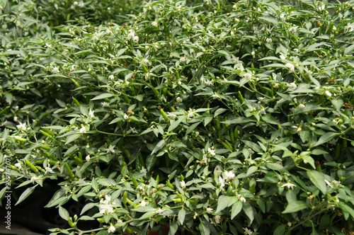 Red and green chili or capsicum frutescens plants. Planted in plant nursery. Some of them are ready for harvest.