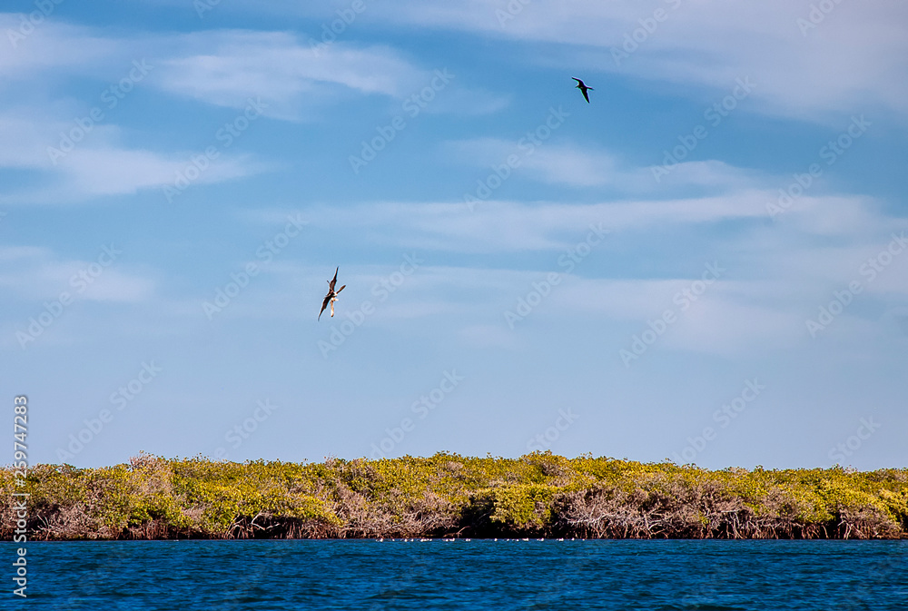Fototapeta premium There is a large colony of Magnificent Frigatebirds (Fregata magnificens) found at Adolfo Lopez Mateos in Baja California, Mexico