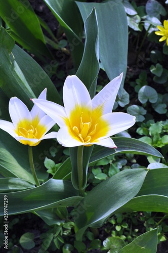 bright white tulips bloom in the spring glade