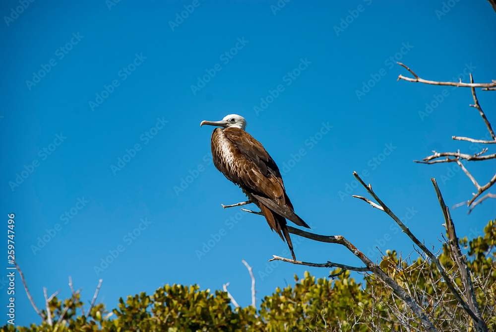 Φωτογραφία There is a large colony of Magnificent Frigatebirds (Fregata magnificens) found