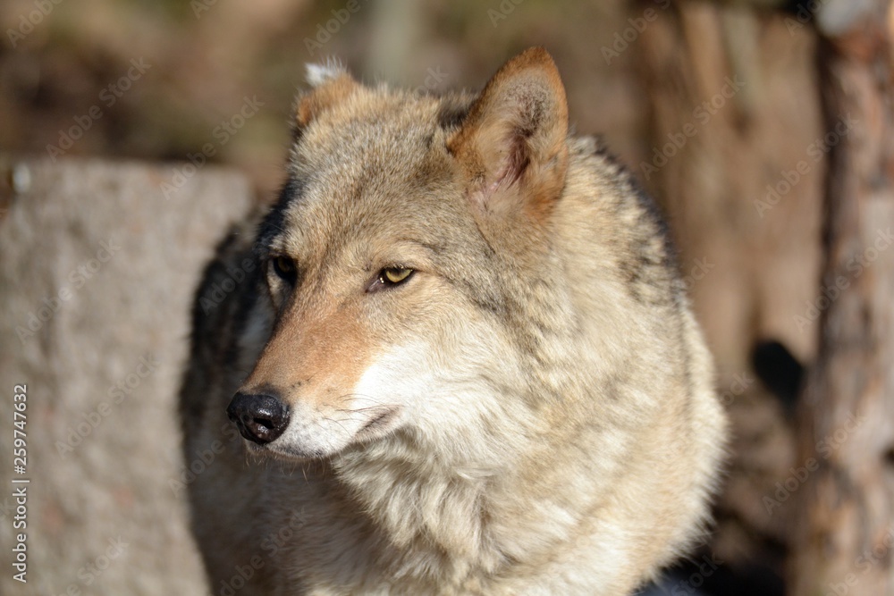 Fototapeta premium Wolf head