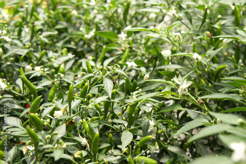 Red and green chili or capsicum frutescens plants. Planted in plant nursery. Some of them are ready for harvest. Red and green chili or capsicum frutescens plants. Planted in plant nursery. Some of them are ready for harvest.