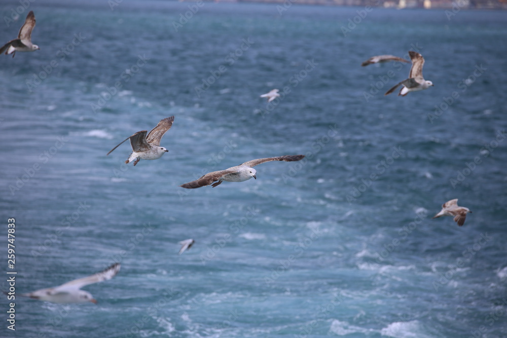 Seagulls chasing bagel
