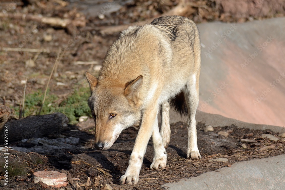 Fototapeta premium Wolf on a sunny day