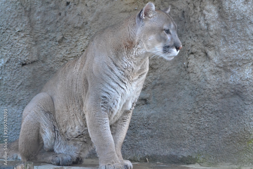 Naklejka premium Puma sitting on stones