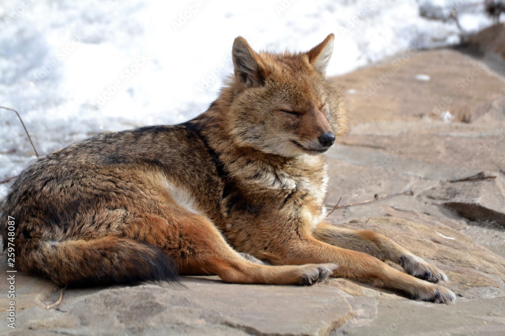 Fototapeta premium Sleeping jackal