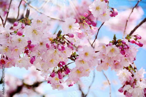 Frühling - Japanische Kirsc...