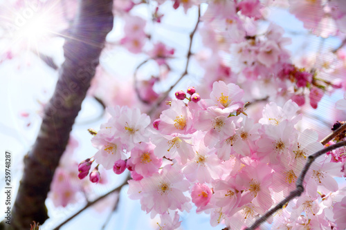 Frühling - Japanische Kirsc...