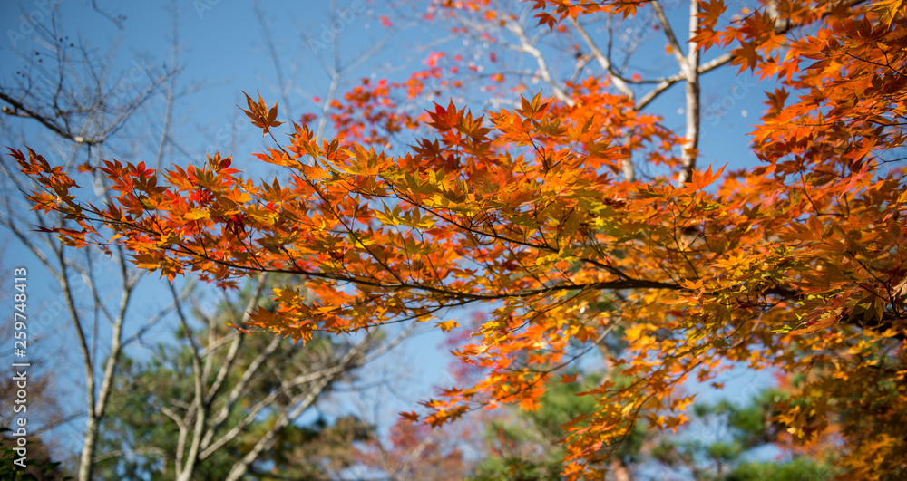 Maple foliage in Japan