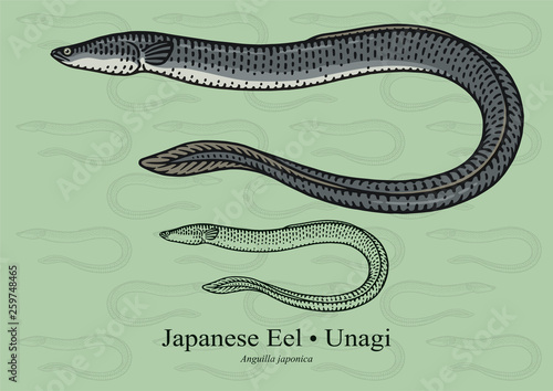 Japanese Eel. Vector illustration with refined details and optimized stroke that allows the image to be used in small sizes (in packaging design, decoration, educational graphics, etc.)