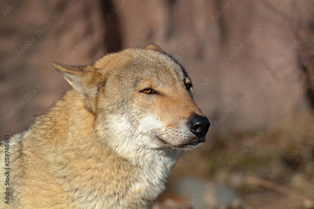 portrait of a wolf on brown background