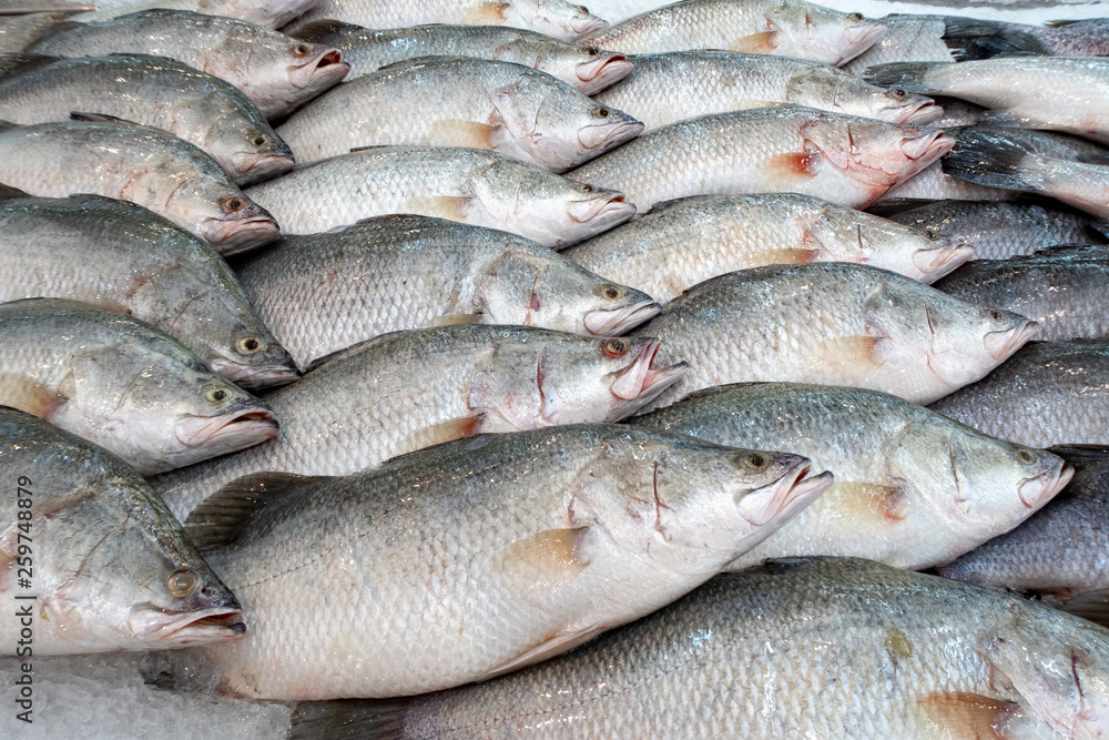 Stack of Fresh  Lates calcarifer  at fish market ,snapper fish.