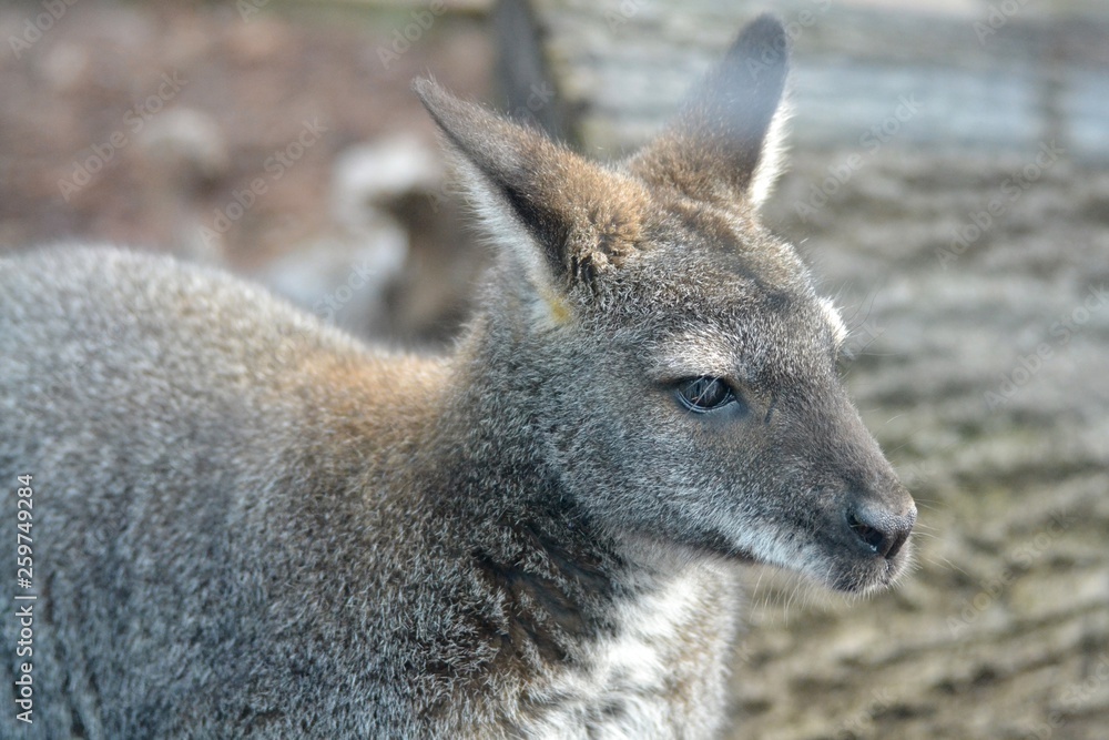 Portrait of a kangaroo Portrait of a kangaroo