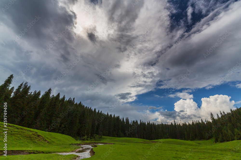 Fir tree tops, profiled on background with stormy sky