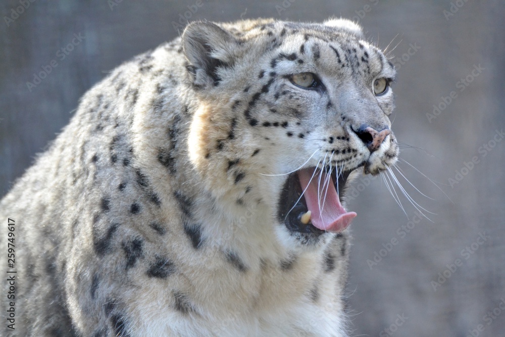Fototapeta premium Snow leopard on a sunny day