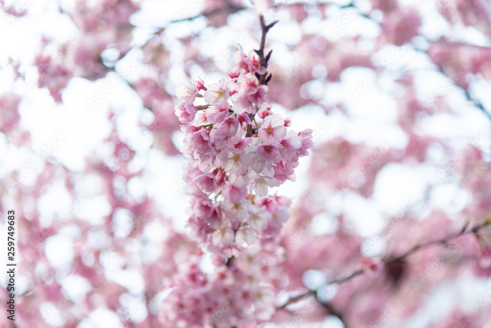 Sakura (Cherry Blossom) blooming in spring around Ueno Park in Tokyo , Japan. Sakura (Cherry Blossom) blooming in spring around Ueno Park in Tokyo , Japan.