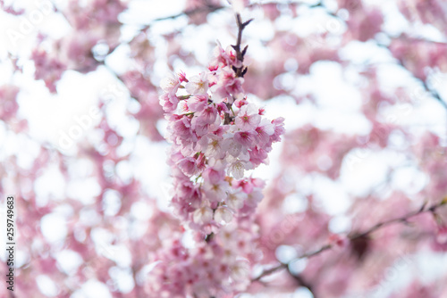 Sakura  Cherry Blossom   blooming in spring around Ueno Park in Tokyo   Japan.