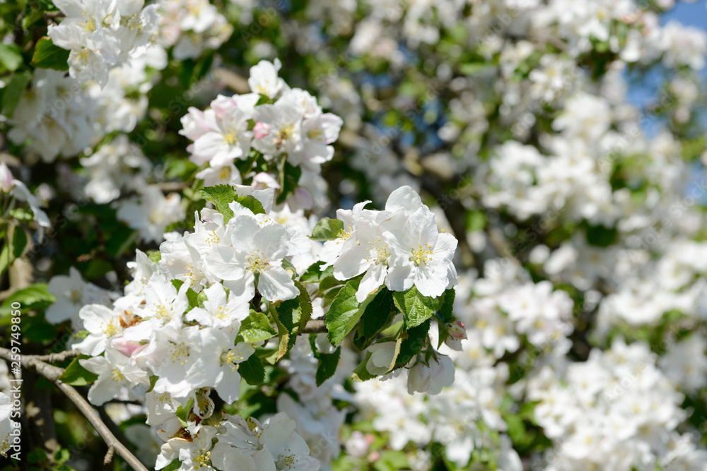 apple blossom on the tree in orchard apple blossom on the tree in orchard