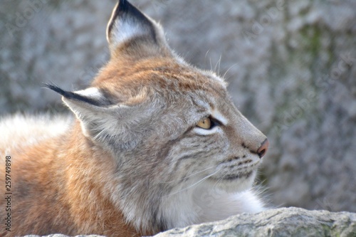 Lynx pressed to their ears