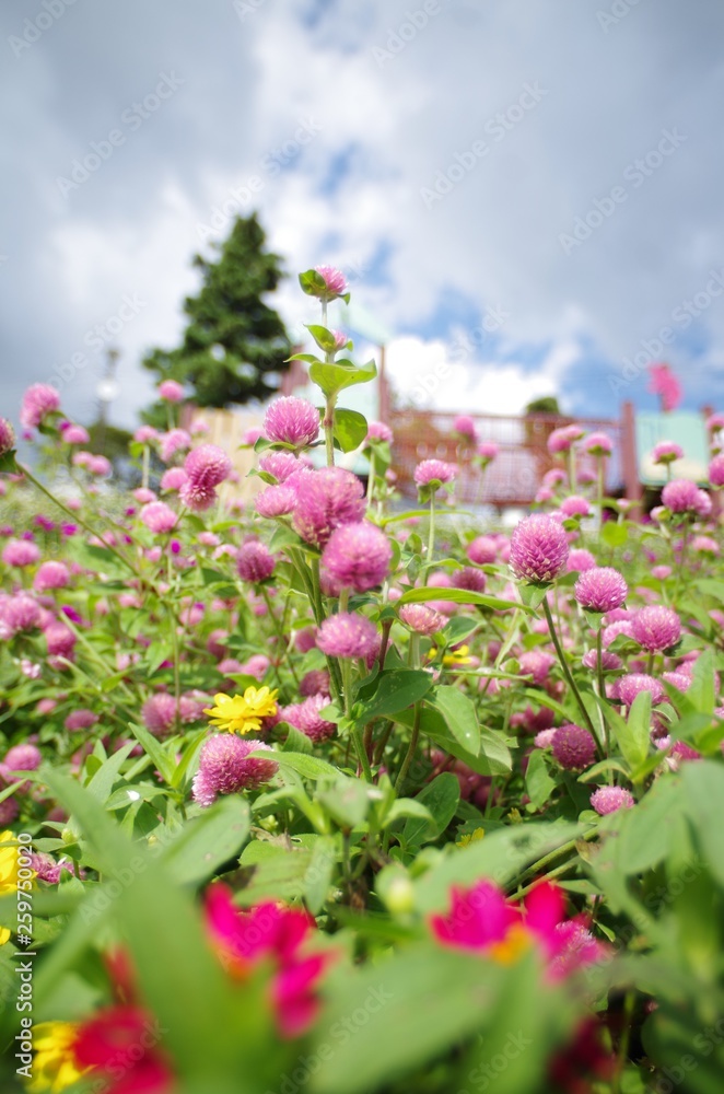 花 花