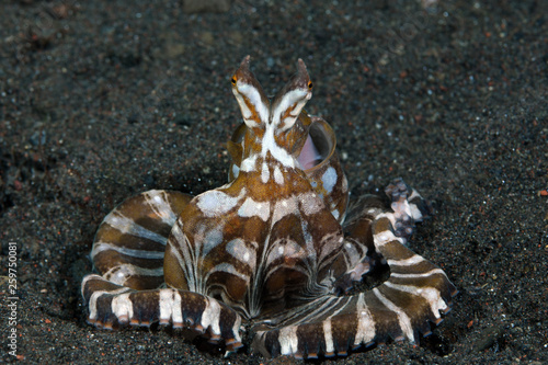 Amazing underwater world - Wunderpus octopus - Wunderpus photogenicus. Diving and underwater photography. Tulamben, Bali, Indonesai. photo