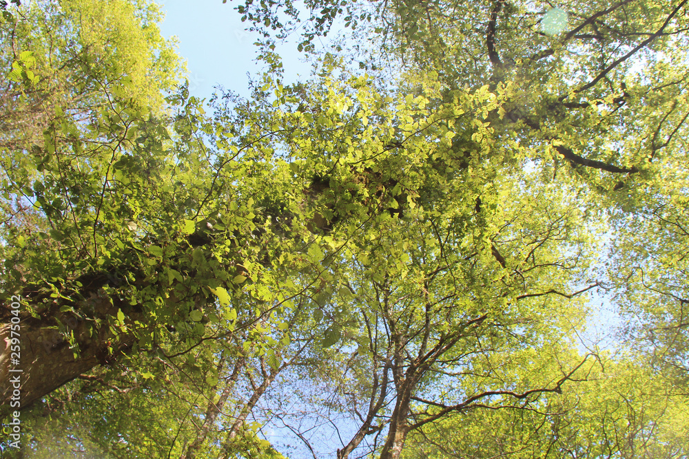 Obraz premium Tree (France)