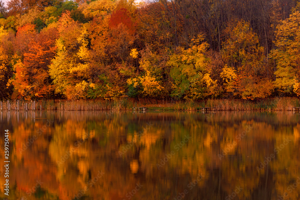 Fototapeta premium Trees Reflection on the Water