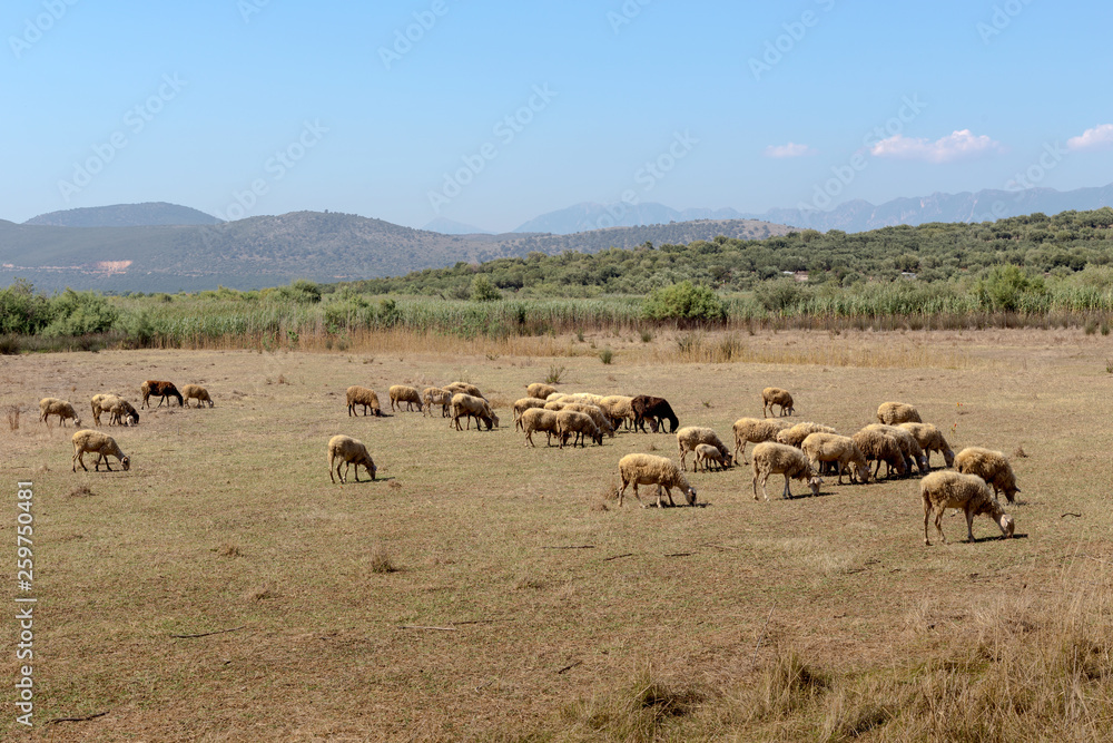 Herd of sheep grazing on a mountain meadow (Epirus, Greece). Herd of sheep grazing on a mountain meadow (Epirus, Greece).