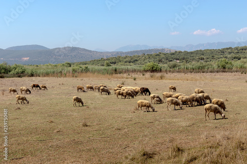 Herd of sheep grazing on a mountain meadow (Epirus, Greece). © TETYANA