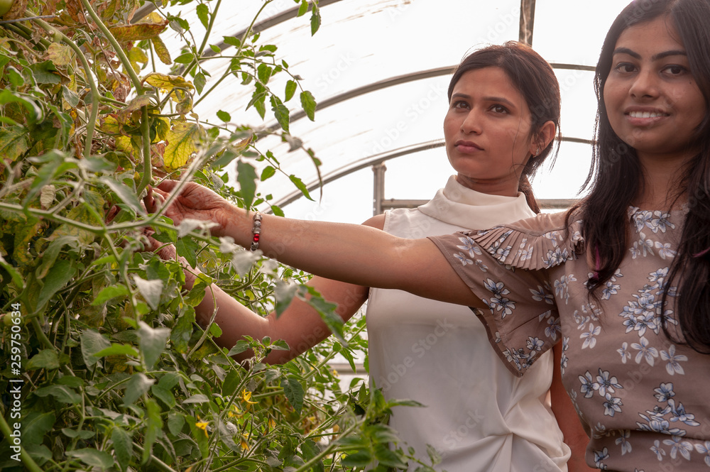 Obraz premium attractive Indian girls posing in garden in greenhouse with tomatoes and vegetables..Closeup portrait of young beautiful woman. Positive emotions feelings facial expression, symbols, body language