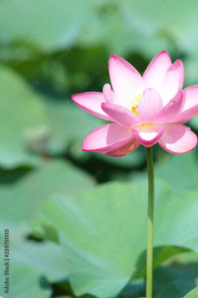 Obraz premium 大賀ハス